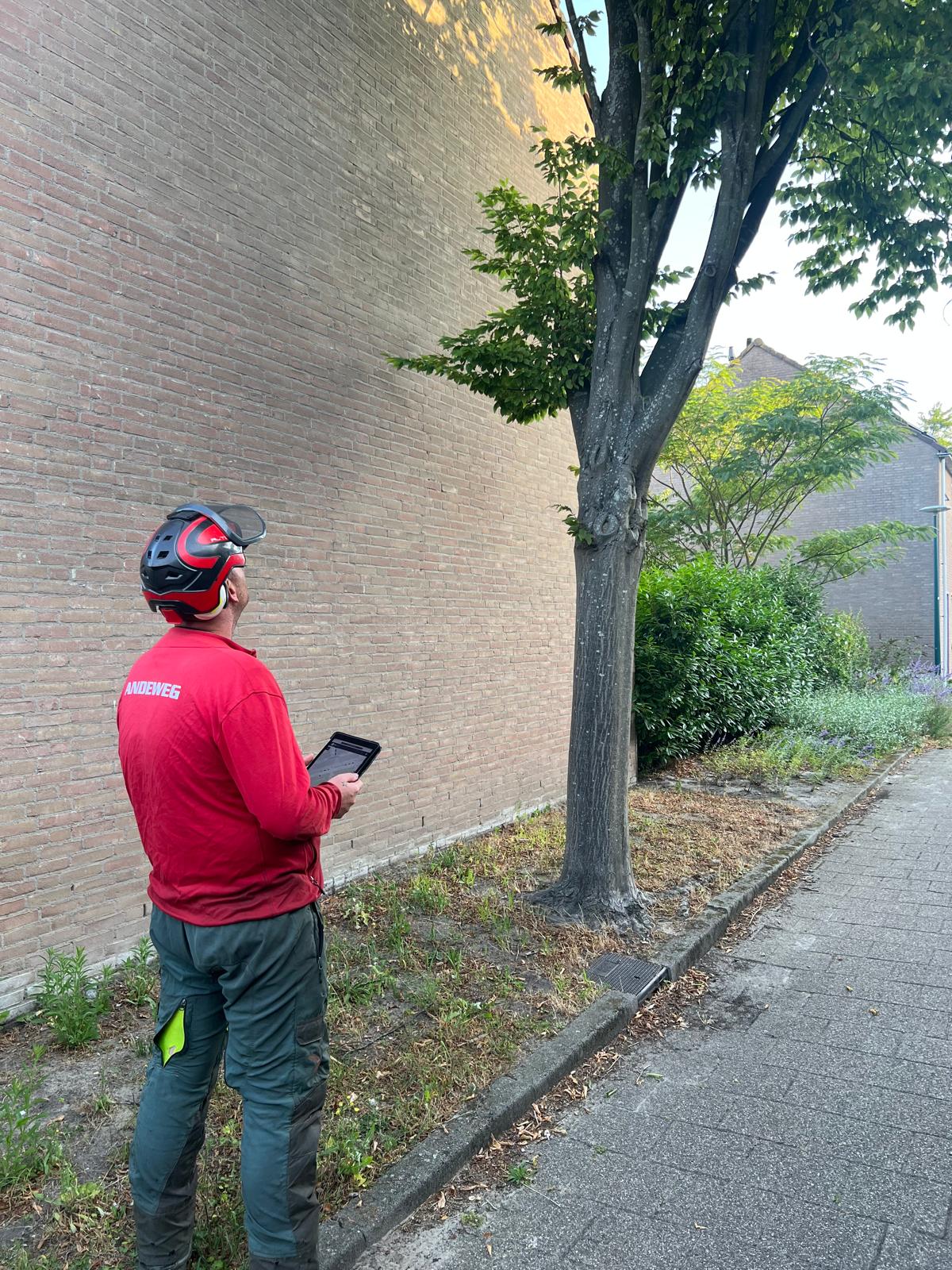 Boomveiligheidscontrole