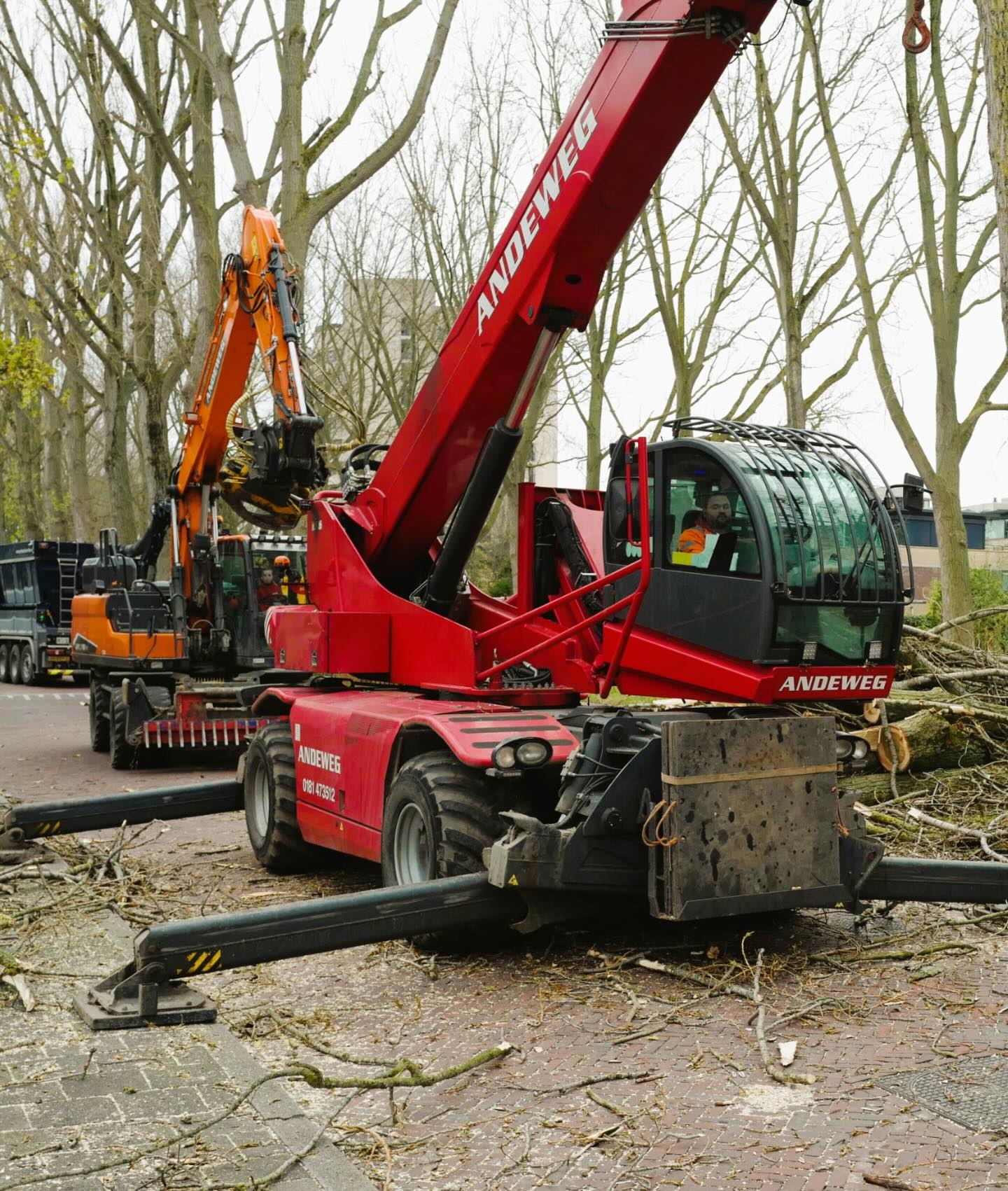 Bomen kappen in Delft - Afbeelding 3